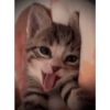 Caras graciosas de gatos 😹 8