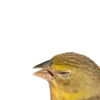 Birds 2.0 30