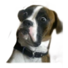 ☆funny pets 16