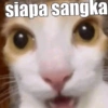 Bakekok kucing⋆˚🐾˖° 8