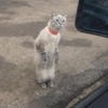 Cat meme 26