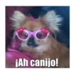 Gatiperros para resonder.  14