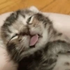 😽 GATITOS PA' REACCIONAR 😽 5