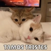 Michitos de amorcito😍 11