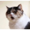 Cat meme 15
