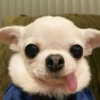 Perritos Cute 7