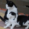 Cat meme 27