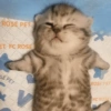 😽 GATITOS PA' REACCIONAR 😽 6
