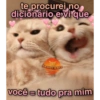 Memes de gatinhos 12