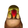 Birds 2.0 15