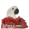 Birds 2.0 7