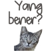 Kucing Lucu 7