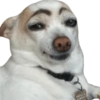 Memes de animalitos ❤️‍🩹 14