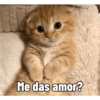 Gatitos amorosos 😺💘🥰 9