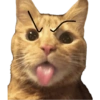Meme Kucing  7