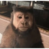 Monkey Stickers 1 16