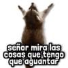 señor mira las Cosas que tengo que aguantar
