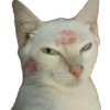 Meme Kucing  10