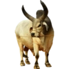 Corno meme  10