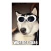 Gatiperros para resonder.  6
