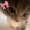🤗💞 Gatos Tiernos 💞🤗 11