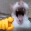 Cats reage 5