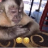 Macaco 6