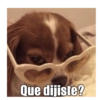 Gatiperros para resonder.  11