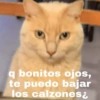 4
q bonitos ojos,
te puedo bajar
los calzonesį