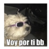 Gatiperros para resonder.  12