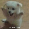 Abrachoo