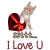 Kucing Lucu 13