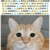 Meme kucing / cat 19