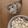 Сумасшедшие кошки 1 23