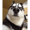 Dogs Funny Faces 14