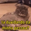 GATINHOS 🥰 13