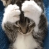 🐱🐈‍⬛ Gatitos XD 🐈‍⬛🐱 5
