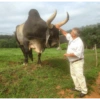 Corno meme  9