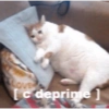 Memes de pelos  17