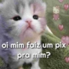 Memes de gatinhos 2