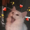 Reações fofas 🥰 5