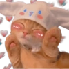 Animalitos🧡 10