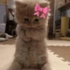 🤗💞 Gatos Tiernos 💞🤗 19
