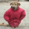 Funny 5