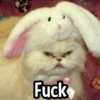 Fuck C
