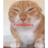 Gatoss 8