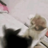 Gatinhos engraçados😹 15