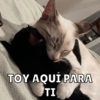 Michitos de amorcito😍 14