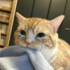 Gatitos Y Randoms  9