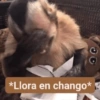 *Llora en chango*